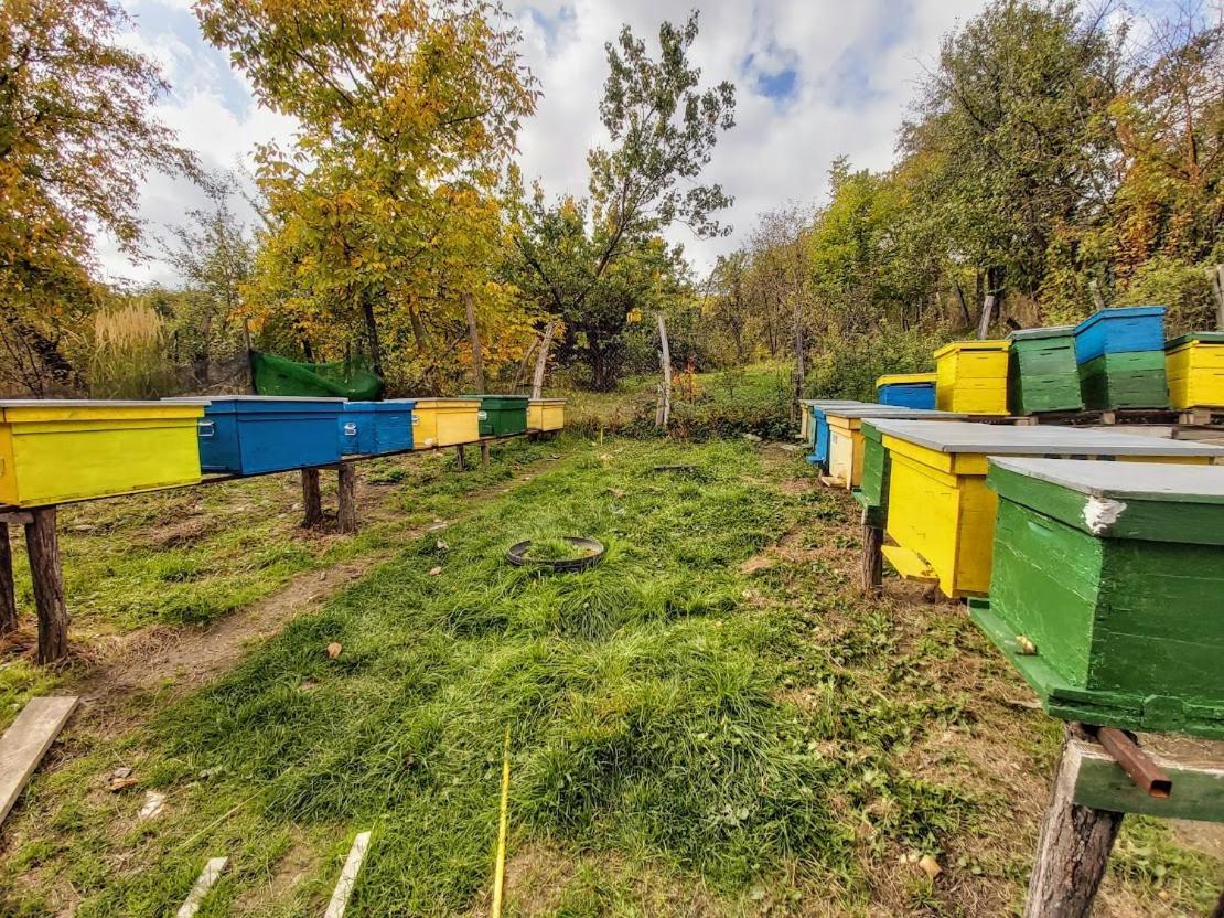 Pensiunea Agroturistica Piscul Soarelui Campulung Dış mekan fotoğraf